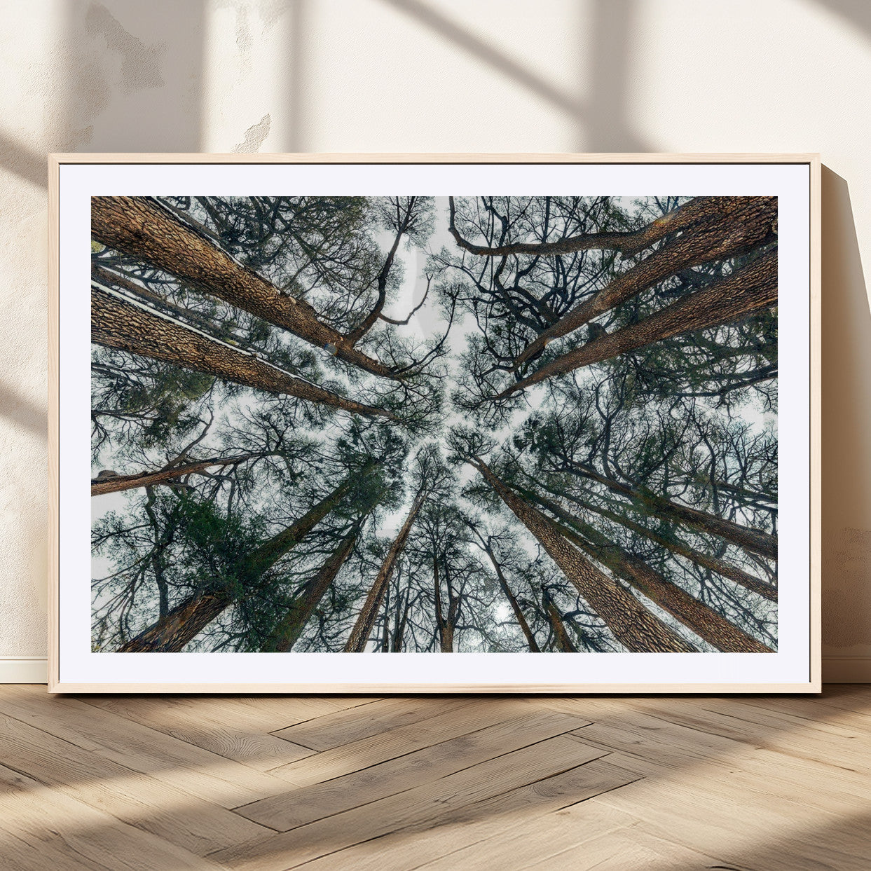 18790-MGC-FP-36x24_Natural-Pine Canopy Wall Art – Panoramic View of Towering Pines Canvas Print, Nature-Inspired Decor for Office, Cabin or Living Room