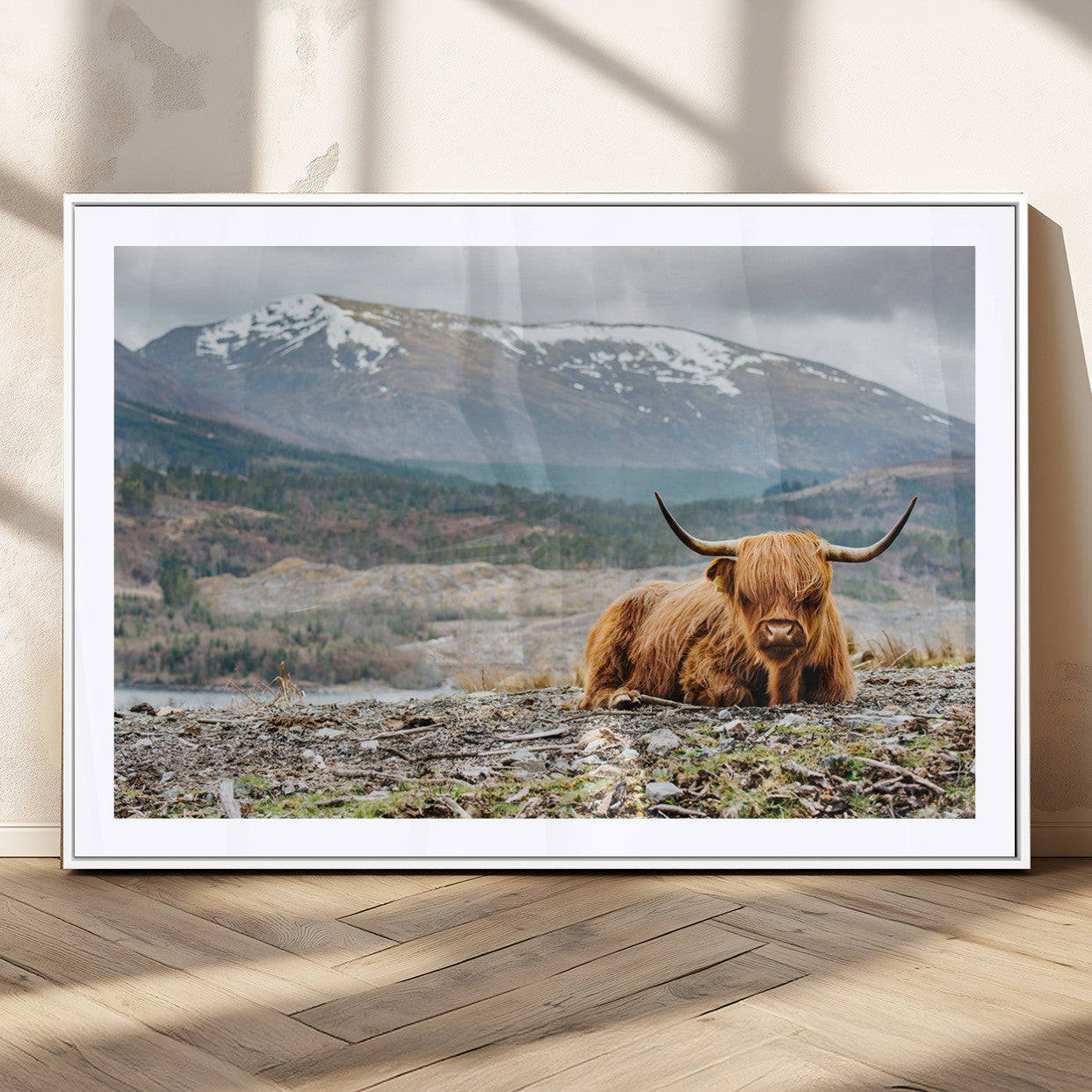 80252-MGC-FP-36x24_White-Scottish Cow Wall Art Canvas Print, Framed Highland Cow Art Picture Print, Highland Cattle Perfect Rustic Farmhouse Decor Artwork