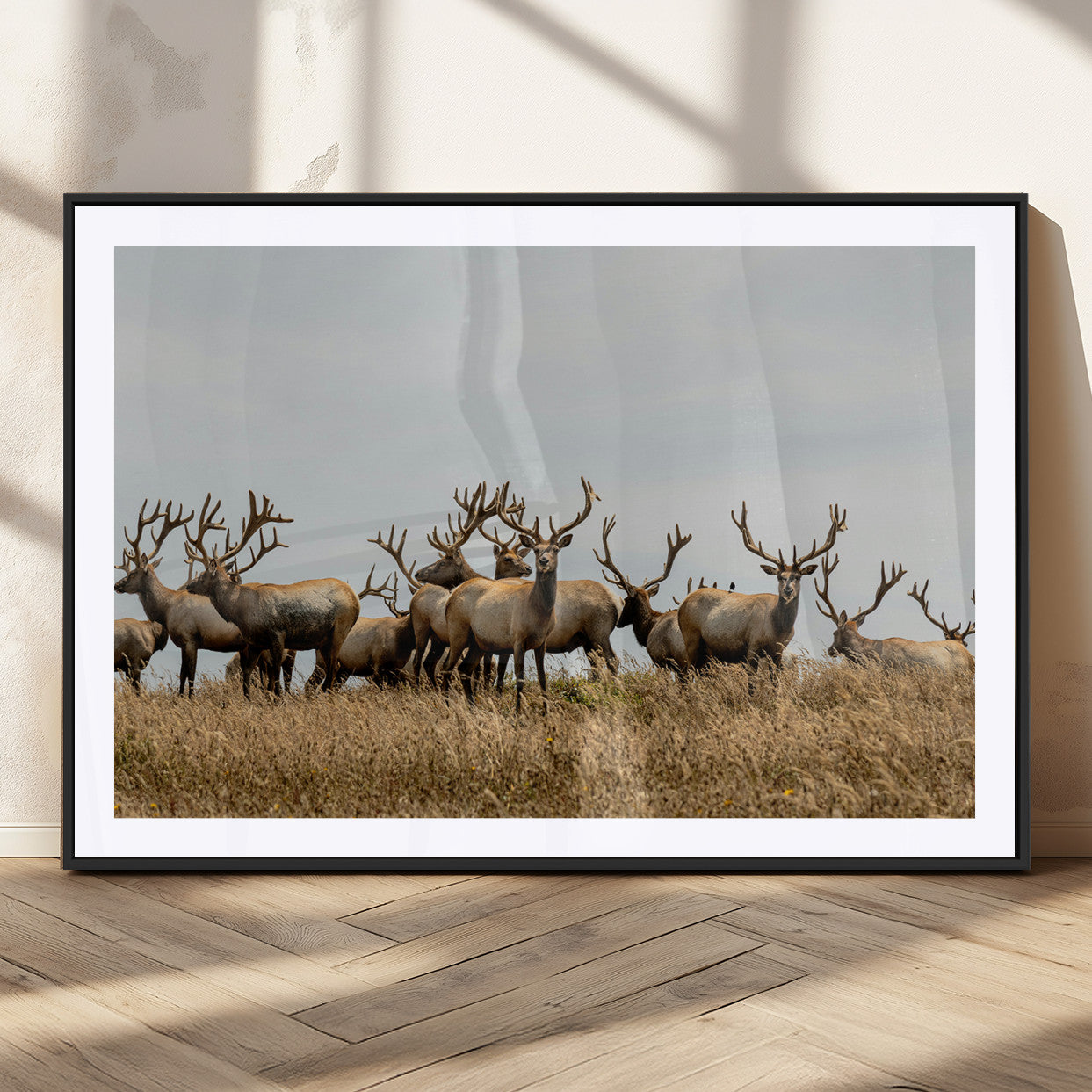 42170220-MGC-FP-36x24_Black-Elk Herd Wall Art Canvas Print, Framed Wildlife Photography Art Picture Print, Majestic Antlers Perfect Rustic Wildlife Decor