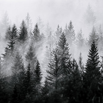 Landscapes Art Prints