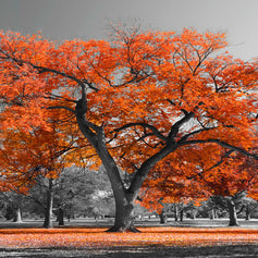 Vibrant Colors Art Prints