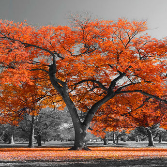 Vibrant Colors Art Prints