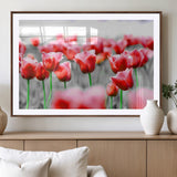 44554-MGV-CV-36X24-Vibrant red tulips stand out beautifully against a black-and-white background, making a striking decor piece perfect for any home