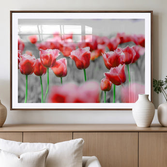 44554-MGV-CV-36X24-Vibrant red tulips stand out beautifully against a black-and-white background, making a striking decor piece perfect for any home