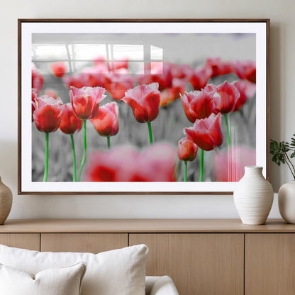 44554-MGV-CV-36X24-Vibrant red tulips stand out beautifully against a black-and-white background, making a striking decor piece perfect for any home