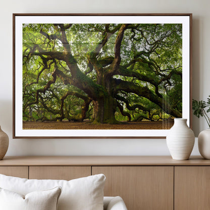 29407-MGC-FP-36x24_Walnut-Ancient Oak Tree Wall Art – Majestic Nature Canvas Print, Large Tree Photography Decor for Living Room
