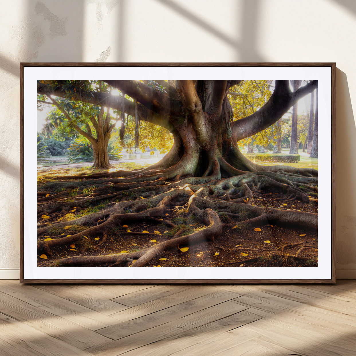 53335-MGC-FP-36x24_Walnut-Majestic Tree with Sprawling Roots Wall Art – Serene Sunlit Park Scene, Nature Canvas Print, Perfect for Living Room, Office or
