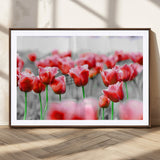 44554-MGC-FP-36x24_Walnut-Vibrant red tulips stand out beautifully against a black-and-white background, making a striking decor piece perfect for any home