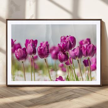 30632-MGC-FP-36x24_Walnut-Purple Tulip Field Wall Art – Beautiful Spring Flowers Canvas Print with Soft Focus and Bright Sky, Ideal Floral Decor for Home or
