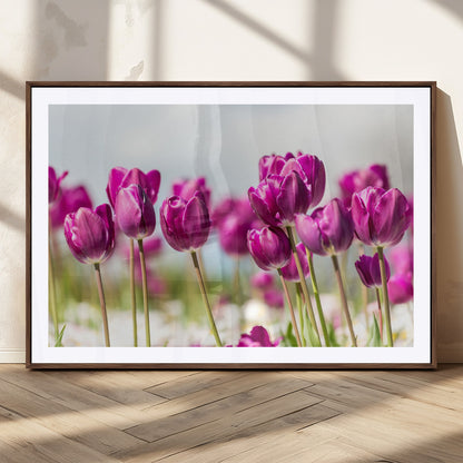 30632-MGC-FP-36x24_Walnut-Purple Tulip Field Wall Art – Beautiful Spring Flowers Canvas Print with Soft Focus and Bright Sky, Ideal Floral Decor for Home or