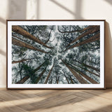 18790-MGC-FP-36x24_Walnut-Pine Canopy Wall Art – Panoramic View of Towering Pines Canvas Print, Nature-Inspired Decor for Office, Cabin or Living Room