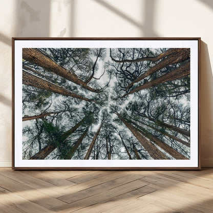 18790-MGC-FP-36x24_Walnut-Pine Canopy Wall Art – Panoramic View of Towering Pines Canvas Print, Nature-Inspired Decor for Office, Cabin or Living Room