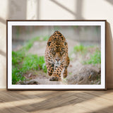75066-MGC-FP-36x24_Walnut-Leopard Wall Art Canvas Print, Framed Wild Animal Art Picture Print, Blue Eye Leopard Perfect Wild Minimal Decor Artwork