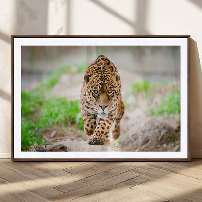 75066-MGC-FP-36x24_Walnut-Leopard Wall Art Canvas Print, Framed Wild Animal Art Picture Print, Blue Eye Leopard Perfect Wild Minimal Decor Artwork