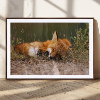 25085-MGC-FP-36x24_Walnut-Sleeping Fox Wall Art Canvas Print, Framed Rustic Fox Art Picture Print, Wildlife Animal Perfect Rustic Farmhouse Decor Artwork