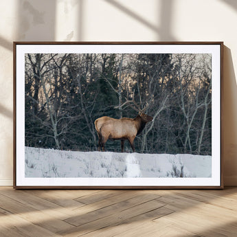 36533178-MGC-FP-36x24_Walnut-Wild Elk Photography Wall Art Canvas Print, Framed Winter Wildlife Art Picture Print, Snowy Forest Perfect Rustic Lodge Decor