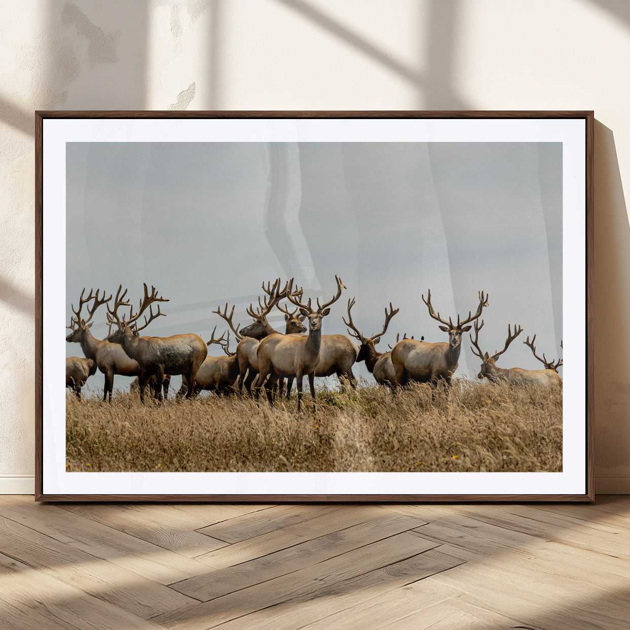 42170220-MGC-FP-36x24_Walnut-Elk Herd Wall Art Canvas Print, Framed Wildlife Photography Art Picture Print, Majestic Antlers Perfect Rustic Wildlife Decor