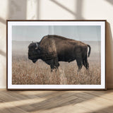 69909079-MGC-FP-36x24_Walnut-Bison Wall Art – Majestic Buffalo Canvas Print in Prairie Grasslands, Rustic Western Animal Painting, Farmhouse Ranch Decor for
