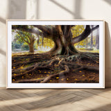 53335-MGC-FP-36x24_Natural-Majestic Tree with Sprawling Roots Wall Art – Serene Sunlit Park Scene, Nature Canvas Print, Perfect for Living Room, Office or