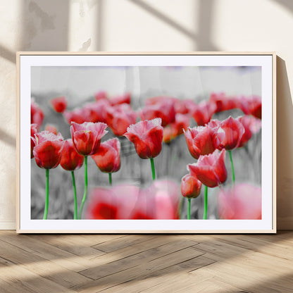 44554-MGC-FP-36x24_Natural-Vibrant red tulips stand out beautifully against a black-and-white background, making a striking decor piece perfect for any home