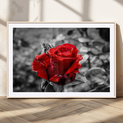 84671-MGC-FP-36x24_Natural-Red Rose Wall Art – Vibrant Single Bloom Canvas Print with Black and White Background, Elegant Floral Decor for Living Room,