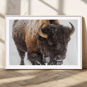 65605-MGV-CV-36X24-Snow Bison Wall Art – Close Up Buffalo Canvas Print, Rustic Western Wildlife Photography, Farmhouse Cabin Lodge Decor for Living