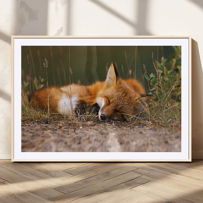 25085-MGC-FP-36x24_Natural-Sleeping Fox Wall Art Canvas Print, Framed Rustic Fox Art Picture Print, Wildlife Animal Perfect Rustic Farmhouse Decor Artwork