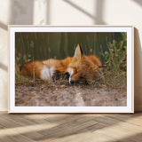25085-MGV-CV-36X24-Sleeping Fox Wall Art Canvas Print, Framed Rustic Fox Art Picture Print, Wildlife Animal Perfect Rustic Farmhouse Decor Artwork