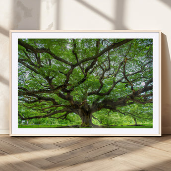 49375306-MGV-CV-36X24-Ancient Tree Wall Art Canvas Print, Framed Sprawling Branches Art Picture Print, Gnarling Tree Perfect Earthy Natural Decor