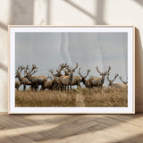 42170220-MGV-CV-36X24-Elk Herd Wall Art Canvas Print, Framed Wildlife Photography Art Picture Print, Majestic Antlers Perfect Rustic Wildlife Decor