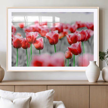 44554-MGV-CV-36X24-Vibrant red tulips stand out beautifully against a black-and-white background, making a striking decor piece perfect for any home