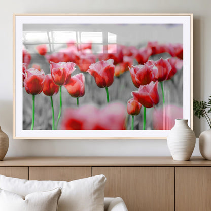 44554-MGV-CV-36X24-Vibrant red tulips stand out beautifully against a black-and-white background, making a striking decor piece perfect for any home