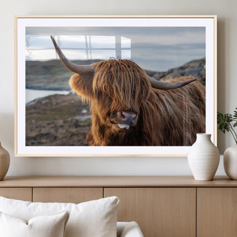 71222-MGV-CV-36X24-A playful Highland cow with shaggy fur sticks out its tongue, set against a rugged landscape — perfect for quirky home or office