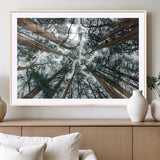18790-MGV-CV-36X24-Pine Canopy Wall Art – Panoramic View of Towering Pines Canvas Print, Nature-Inspired Decor for Office, Cabin or Living Room