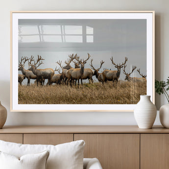 42170220-MGC-FP-36x24_Natural-Elk Herd Wall Art Canvas Print, Framed Wildlife Photography Art Picture Print, Majestic Antlers Perfect Rustic Wildlife Decor