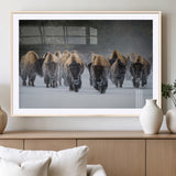 30332489-MGC-FP-36x24_Natural-Winter Bison Herd Wall Art – Powerful Buffalo Canvas Print, Rustic Wildlife Photography Decor for Farmhouse, Cabin, Lodge, Living