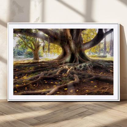 53335-MGC-FP-36x24_White-Majestic Tree with Sprawling Roots Wall Art – Serene Sunlit Park Scene, Nature Canvas Print, Perfect for Living Room, Office or