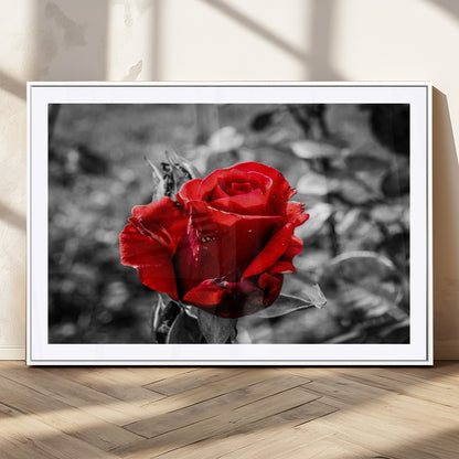 84671-MGC-FP-36x24_White-Red Rose Wall Art – Vibrant Single Bloom Canvas Print with Black and White Background, Elegant Floral Decor for Living Room,