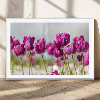 30632-MGC-FP-36x24_White-Purple Tulip Field Wall Art – Beautiful Spring Flowers Canvas Print with Soft Focus and Bright Sky, Ideal Floral Decor for Home or