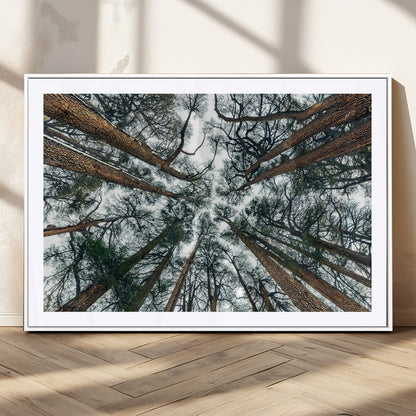 18790-MGC-FP-36x24_White-Pine Canopy Wall Art – Panoramic View of Towering Pines Canvas Print, Nature-Inspired Decor for Office, Cabin or Living Room