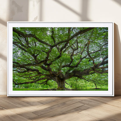 49375306-MGC-FP-36x24_White-Ancient Tree Wall Art Canvas Print, Framed Sprawling Branches Art Picture Print, Gnarling Tree Perfect Earthy Natural Decor