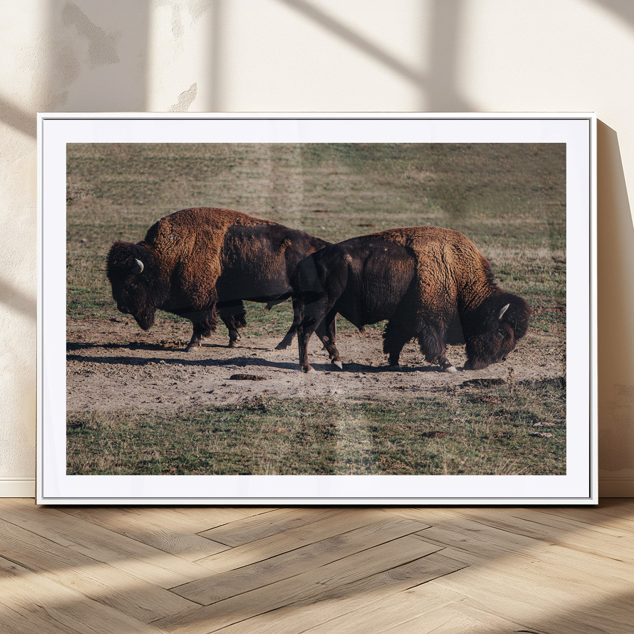 58141885-MGC-FP-36x24_White-Bison Photography Wall Art Canvas Print, Framed Western Wildlife Art Picture Print, Modern Ranch Perfect Western Rustic Decor