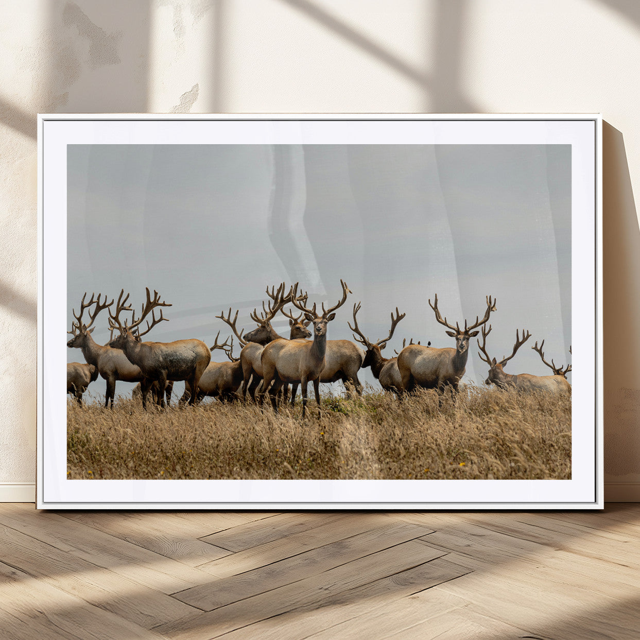 42170220-MGC-FP-36x24_White-Elk Herd Wall Art Canvas Print, Framed Wildlife Photography Art Picture Print, Majestic Antlers Perfect Rustic Wildlife Decor
