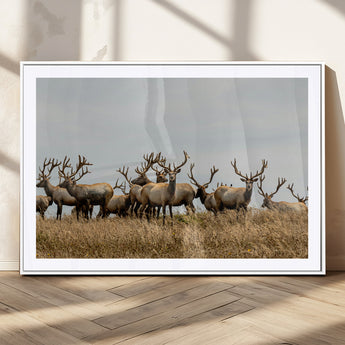 42170220-MGC-FP-36x24_White-Elk Herd Wall Art Canvas Print, Framed Wildlife Photography Art Picture Print, Majestic Antlers Perfect Rustic Wildlife Decor