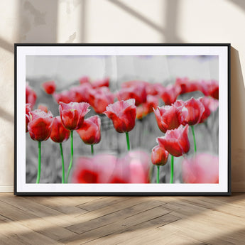 44554-MGC-FP-36x24_Black-Vibrant red tulips stand out beautifully against a black-and-white background, making a striking decor piece perfect for any home