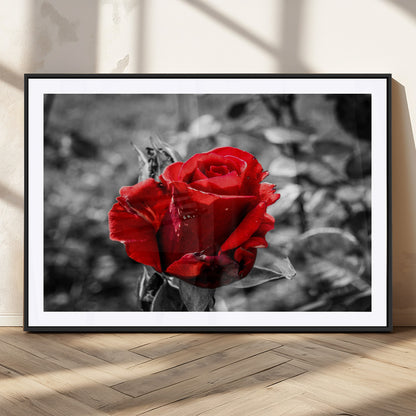 84671-MGC-FP-36x24_Black-Red Rose Wall Art – Vibrant Single Bloom Canvas Print with Black and White Background, Elegant Floral Decor for Living Room,
