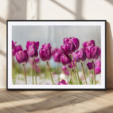 30632-MGC-FP-36x24_Black-Purple Tulip Field Wall Art – Beautiful Spring Flowers Canvas Print with Soft Focus and Bright Sky, Ideal Floral Decor for Home or