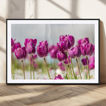 30632-MGC-FP-36x24_Black-Purple Tulip Field Wall Art – Beautiful Spring Flowers Canvas Print with Soft Focus and Bright Sky, Ideal Floral Decor for Home or