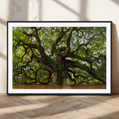 29407-MGV-CV-36X24-Ancient Oak Tree Wall Art – Majestic Nature Canvas Print, Large Tree Photography Decor for Living Room