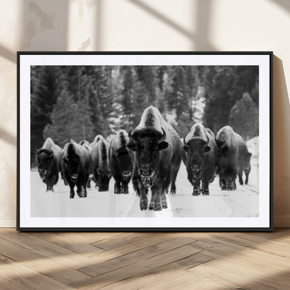 62434-MGC-FP-36x24_Black-Bison Herd Wall Art – Majestic Black and White Buffalo Canvas Print, Wildlife Nature Photography Decor for Living Room, Office or
